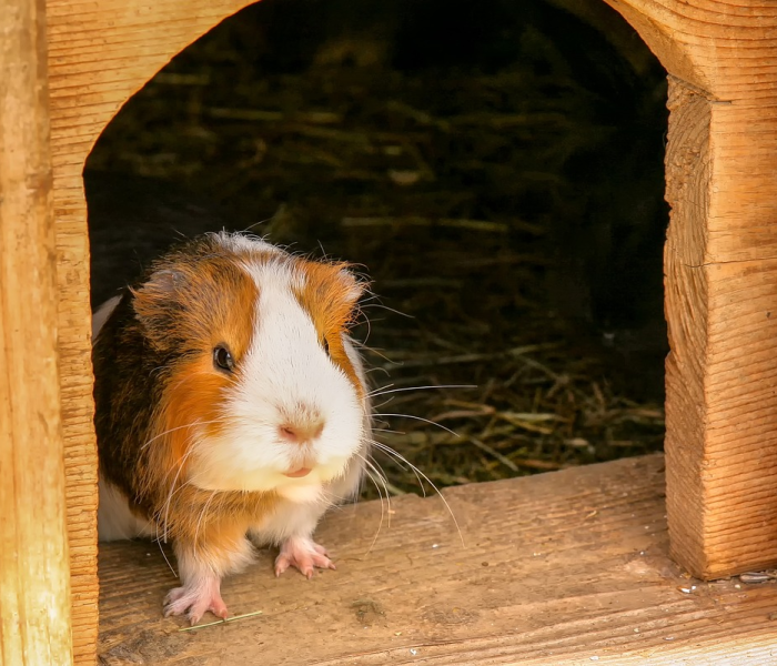 北京一人确诊感染:北京一人确诊感染者轨迹