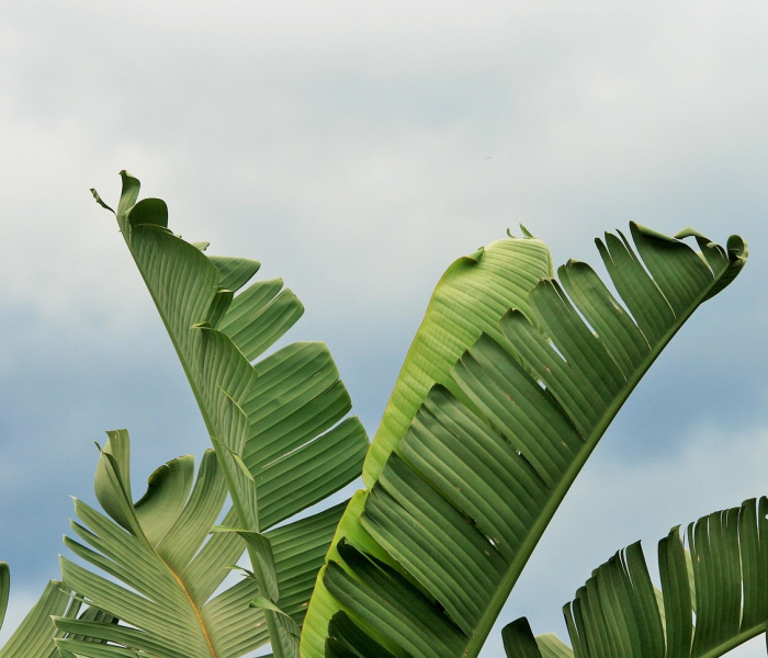 一分钟了解“微信炸 金花链接房卡购买”详细房卡使用教程 一分钟了解“微信炸 金花链接房卡购买”详细房卡使用教程