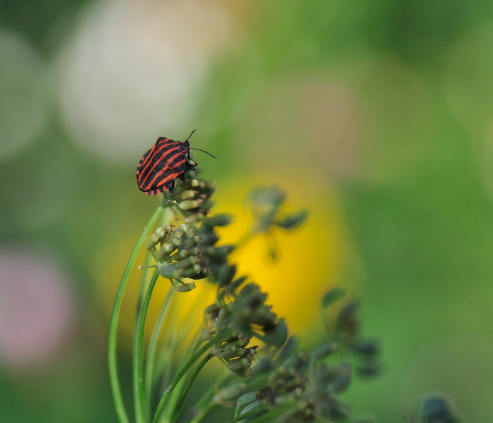 病毒的早期症状:病毒感染的早期症状