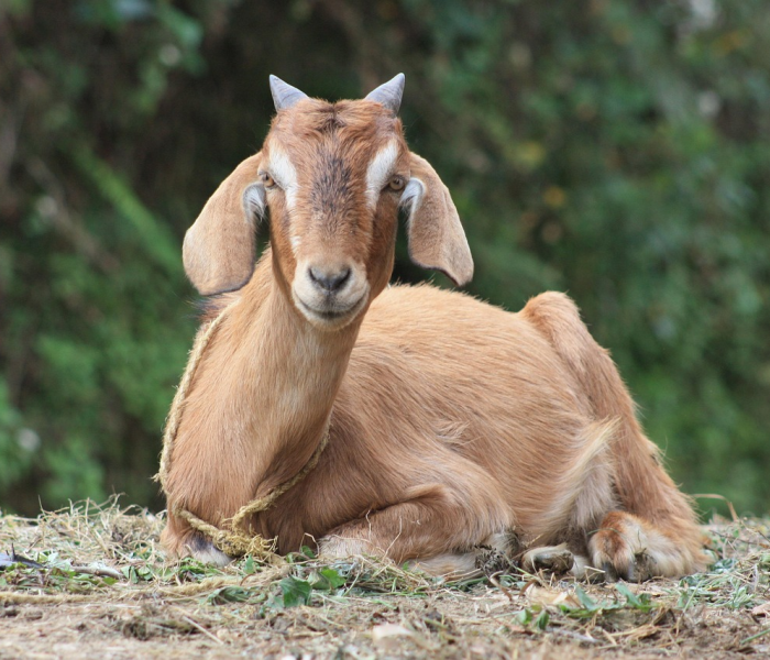 廊坊师范学院疫情确诊:廊坊师范学院感染新冠 廊坊师范学院疫情确诊:廊坊师范学院感染新冠