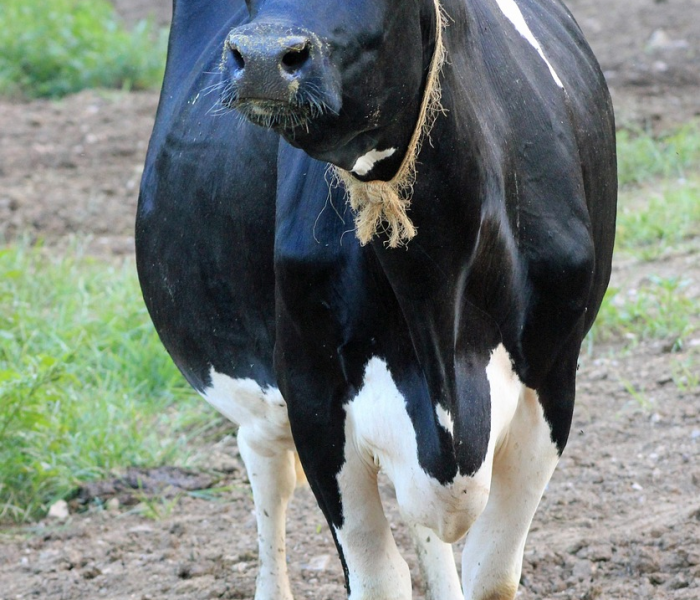 房卡必备教程“微信链接金花房卡怎么弄”房卡获取方式