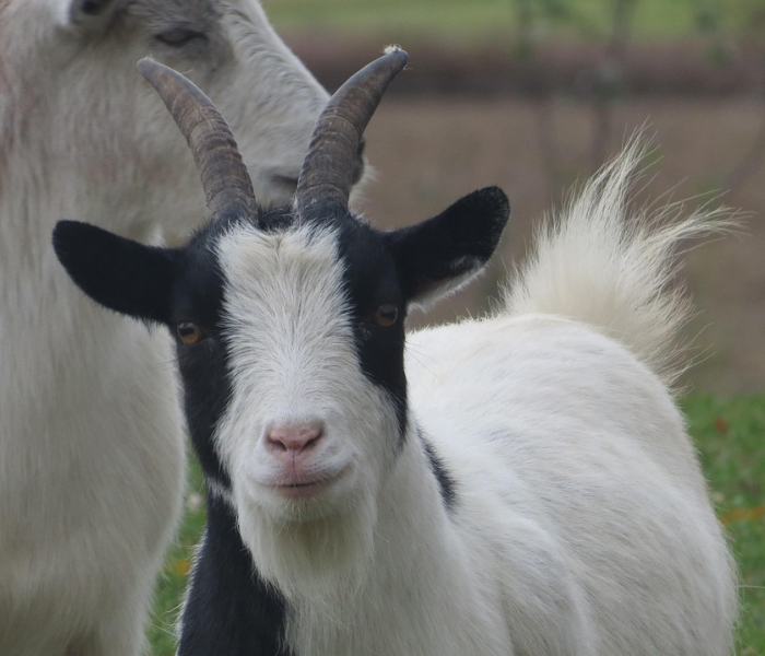 2021年清明对属猴人有相冲吗:明年属猴的