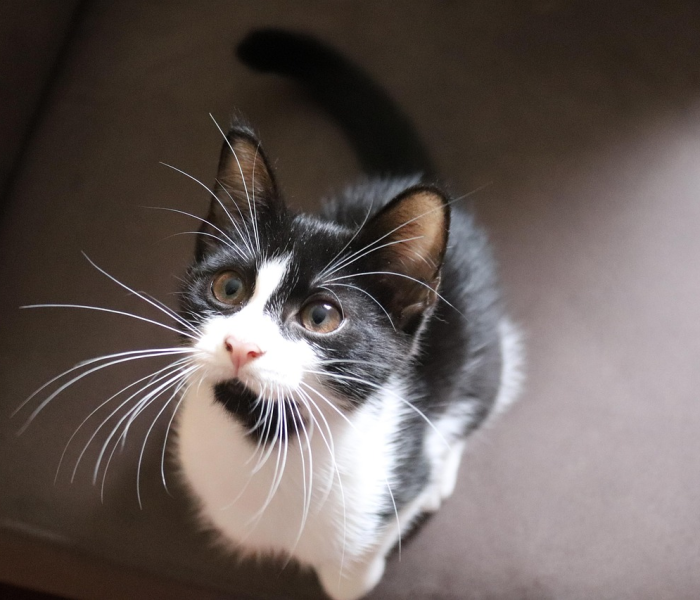 【开心泡泡猫小游戏,开心泡泡猫在哪里玩】