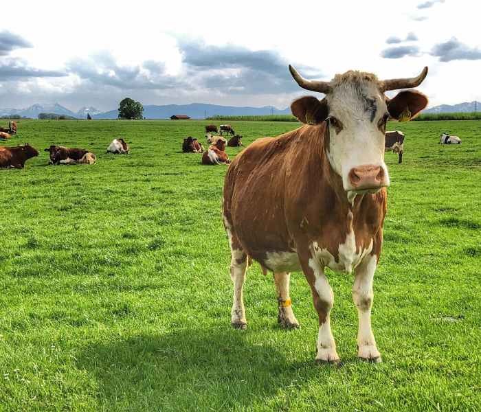 房卡必备教程“微信牛牛群斗牛群”详细房卡怎么购买教程 房卡必备教程“微信牛牛群斗牛群”详细房卡怎么购买教程