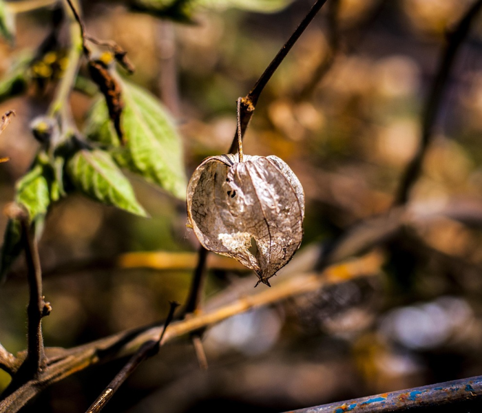 【水果核酸阳性/水果核酸检测阳性】 【水果核酸阳性/水果核酸检测阳性】