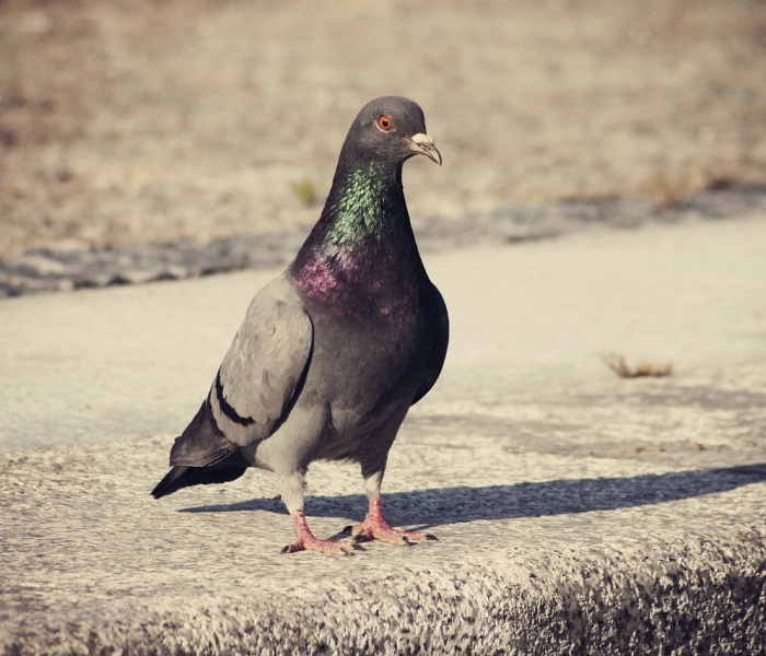 尼帕病毒中国:尼帕病毒的来源是哪只动物