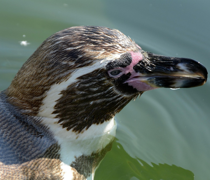 尼帕病毒中国:尼帕病毒的来源是哪只动物