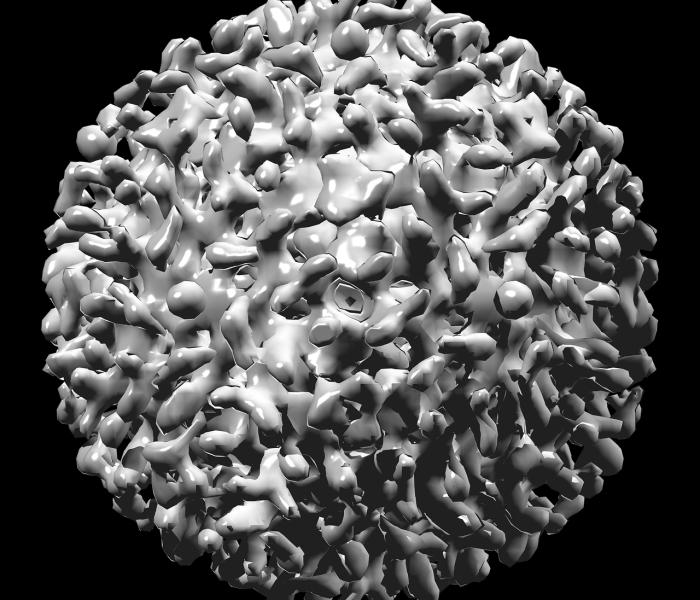 【新冠一共多少种毒株/新冠病毒有几个毒株】