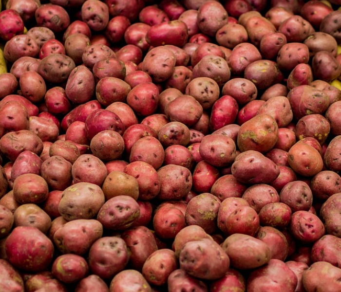 上海市抢种蔬菜8万多亩种植:上海市抢种蔬菜8万多亩种植基地 上海市抢种蔬菜8万多亩种植:上海市抢种蔬菜8万多亩种植基地