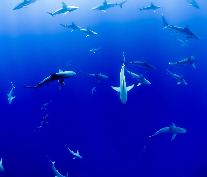 房卡全攻略“新众亿大厅链接房卡充值”房卡链接获取