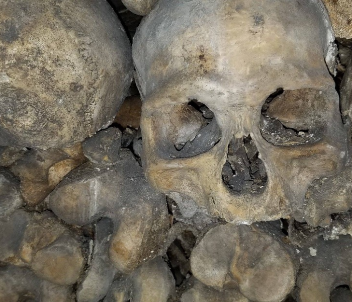 四川猪瘟9人死亡（今年四川猪瘟是怎么引起的?）