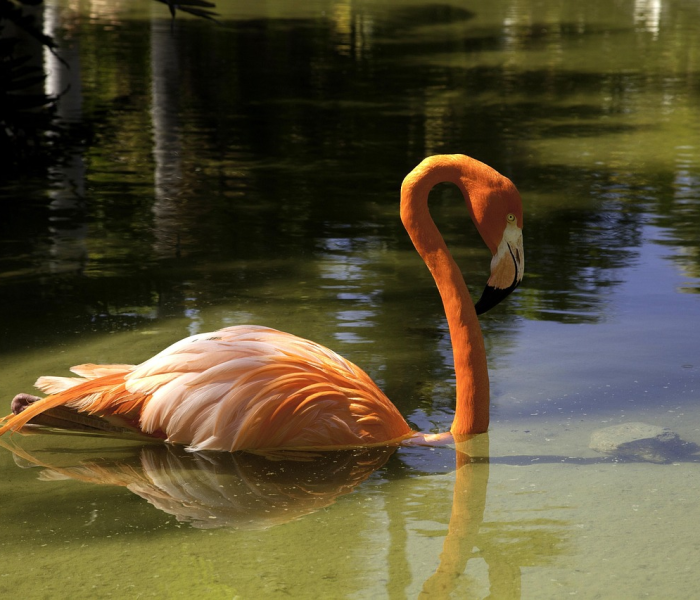 四川猪瘟9人死亡（今年四川猪瘟是怎么引起的?）
