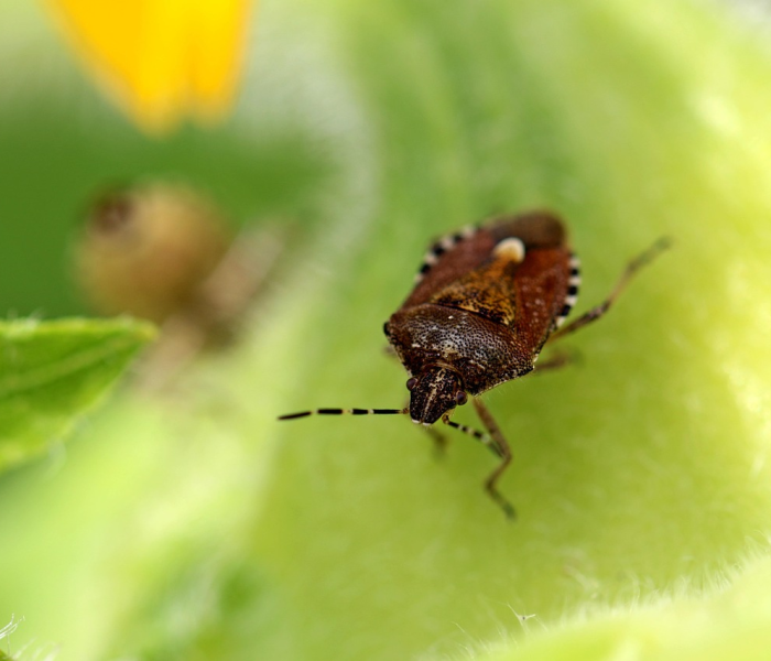 新 冠状病毒初期症状多久出现:新 冠状病毒初期症状多久出现的