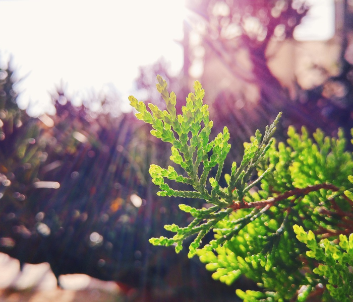 2020最流行祝福语/2020年最流行的祝福语是什么