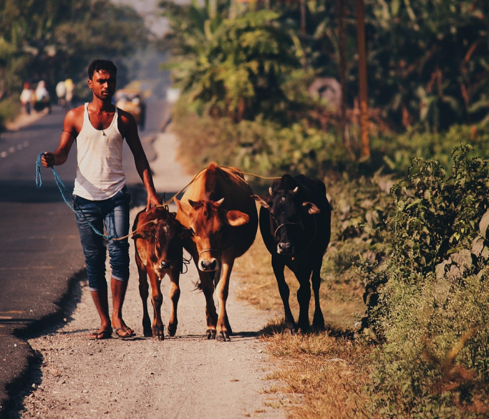 印度死亡人数50万/印度 死亡 人数
