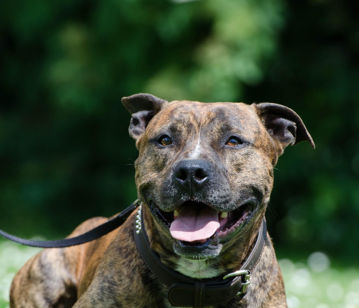 秒懂百科“五张牌斗牛牛软件”详细房卡使用教程