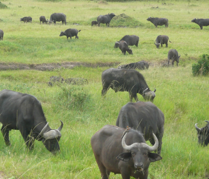 陕西通报本土确诊病例情况/陕西确诊1例病例 陕西通报本土确诊病例情况/陕西确诊1例病例