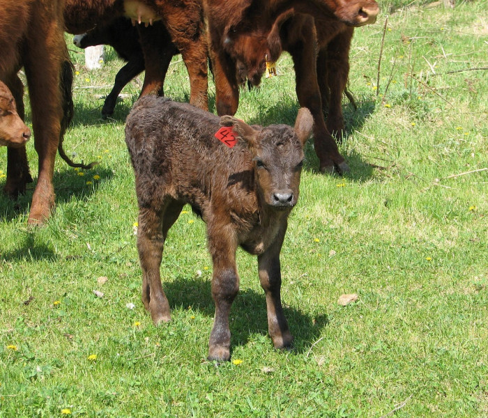 全攻略普及“微信牛牛群斗牛群”详细房卡教程 全攻略普及“微信牛牛群斗牛群”详细房卡教程