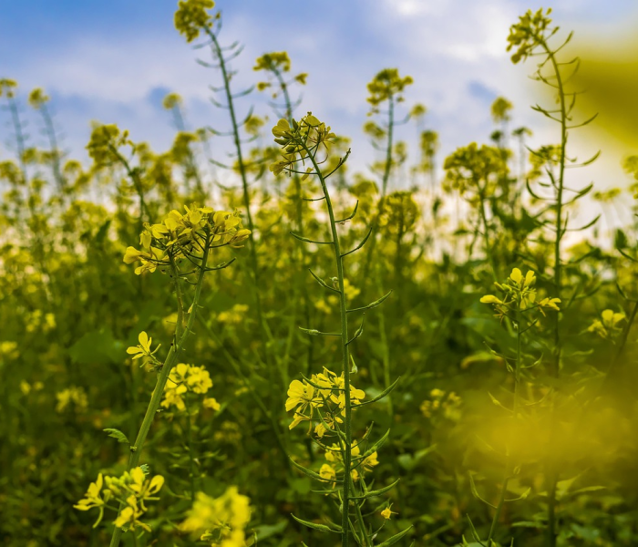 【清明节到底是4月几号,清明节到底是4月4日还是4月5日?】