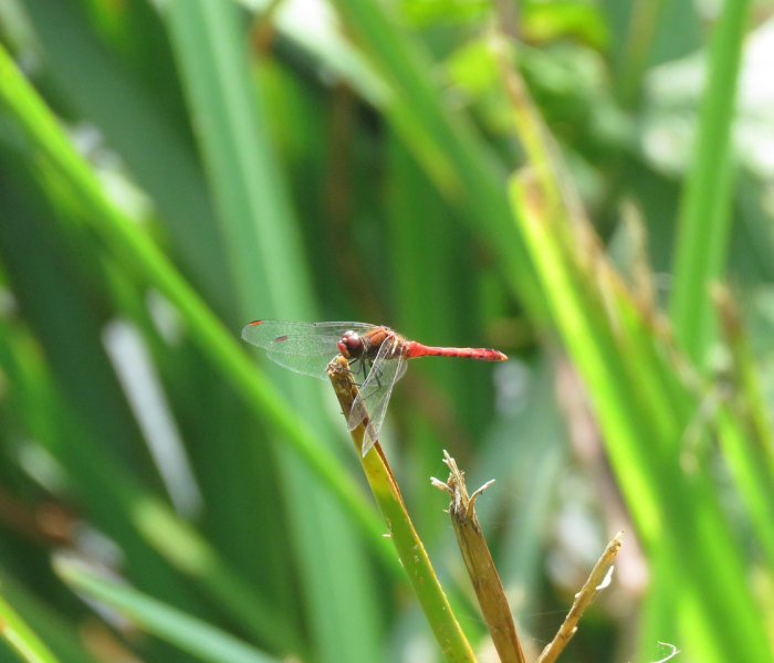 广西疫情最新情况分布图，实时动态与防控策略深度解析