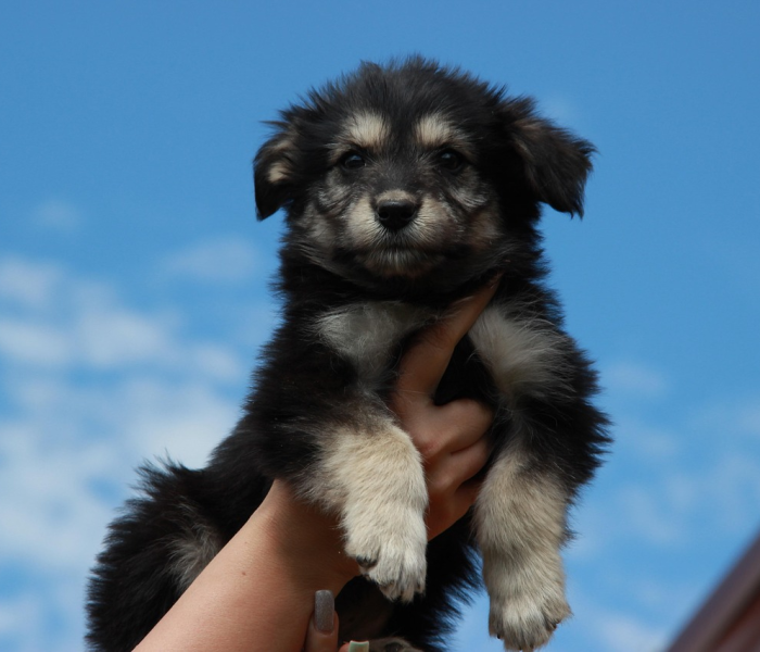 房卡全攻略“斗牛房卡牛牛房卡”详细房卡怎么购买教程