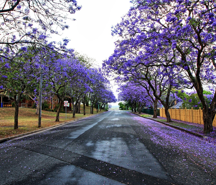 花家地实验小学划片小区/花家地实验小学属于哪个街道
