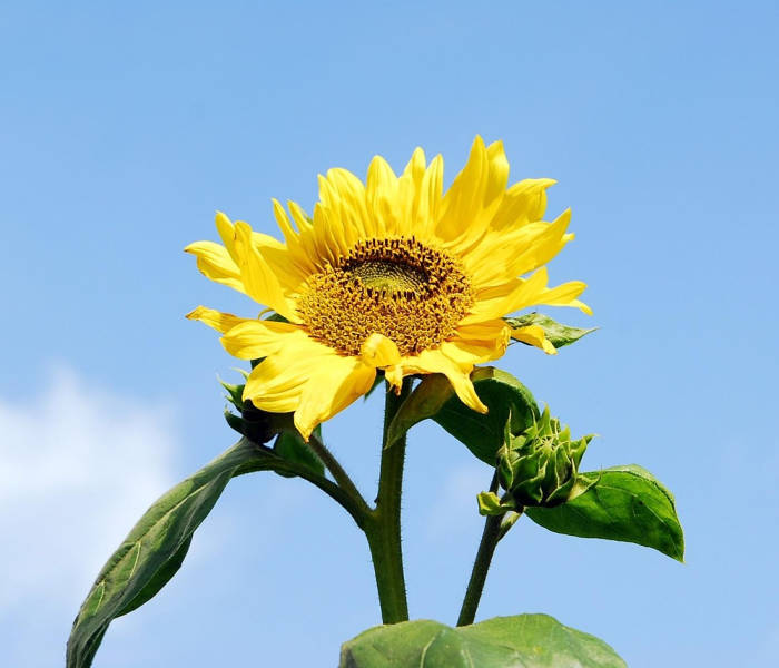 【股票300111向日葵,就是每日亏/向曰葵股票】