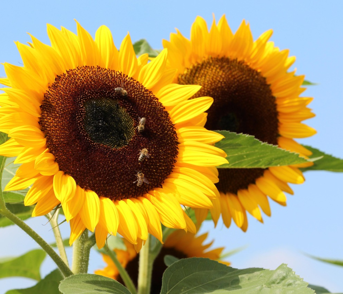 【股票300111向日葵,就是每日亏/向曰葵股票】