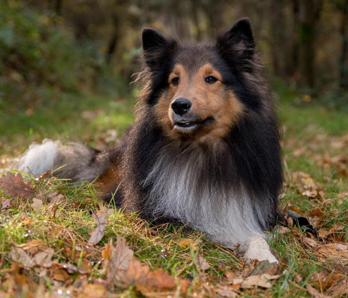 犬瘟热是怎么感染上的（人接触了犬瘟狗会怎样）