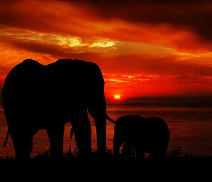 土朵,泥土中绽放的生命诗篇 土朵,泥土中绽放的生命诗篇