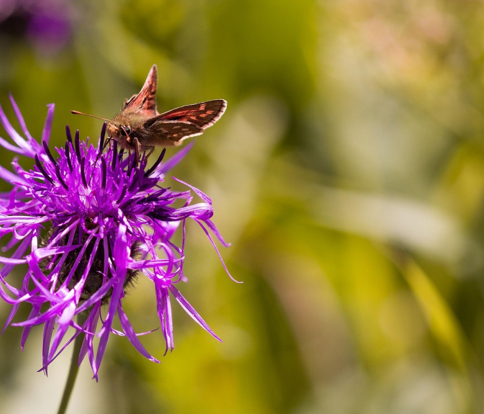 土朵,泥土中绽放的生命诗篇 土朵,泥土中绽放的生命诗篇