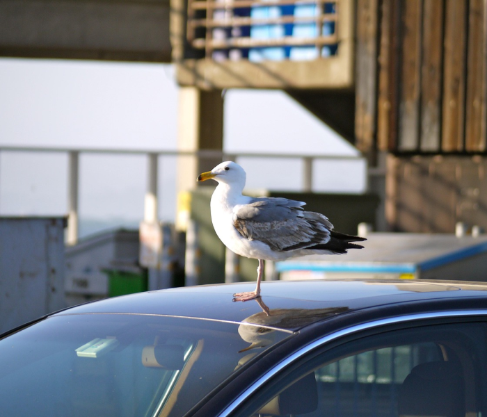 【5万多买什么车好,5万多买什么车好点】