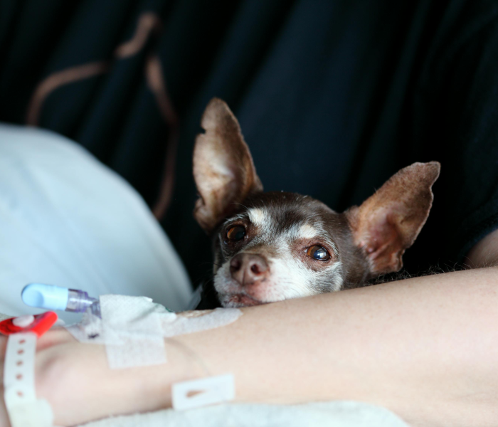 北京第二例死亡病例/北京第二波疫情感染了多少人 北京第二例死亡病例/北京第二波疫情感染了多少人