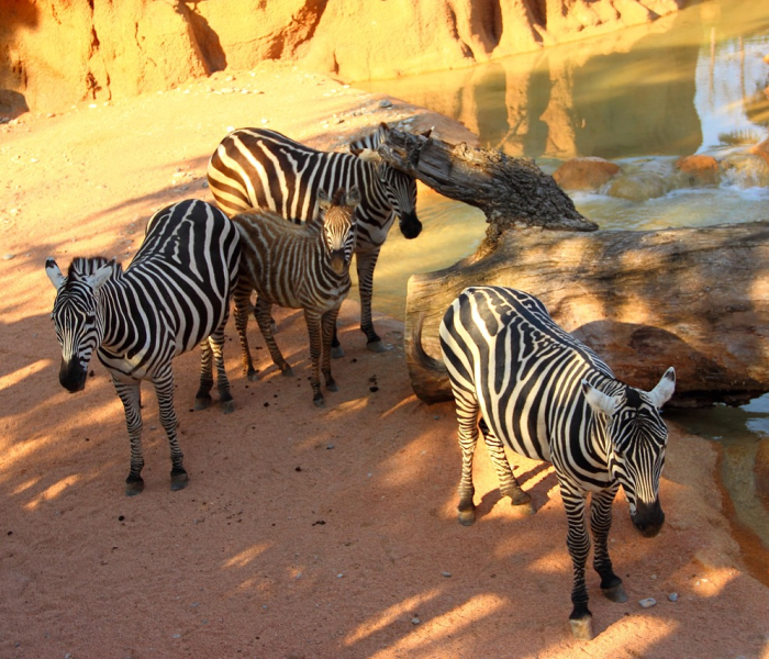 一分钟介绍使用“微信牛牛群斗牛群”房卡链接获取 一分钟介绍使用“微信牛牛群斗牛群”房卡链接获取