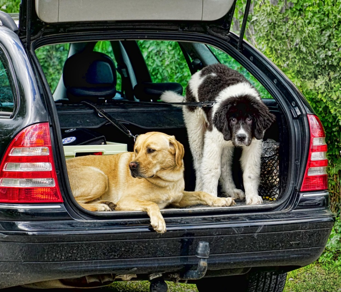新日电动车电瓶好不好:新日电动车电瓶是什么牌子的 新日电动车电瓶好不好:新日电动车电瓶是什么牌子的