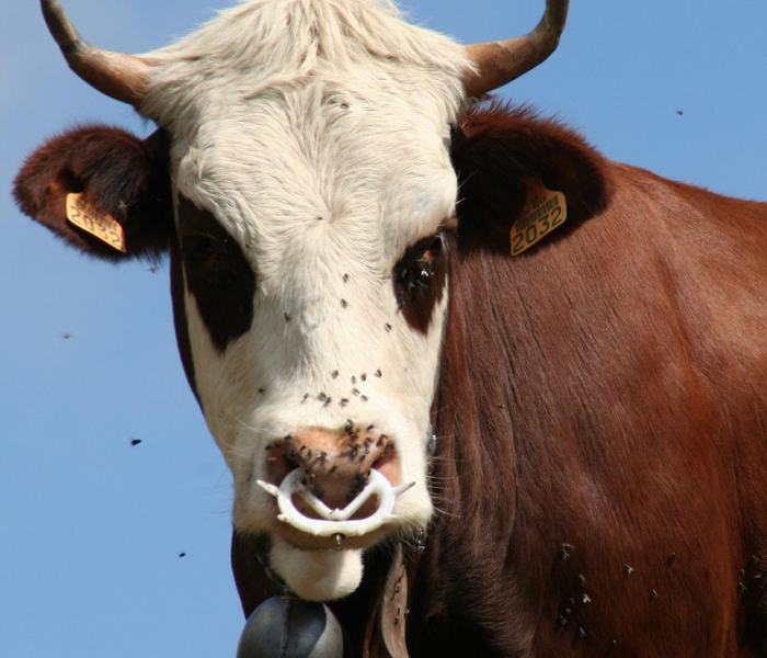 全攻略普及“微信牛牛群房卡”房卡获取方式