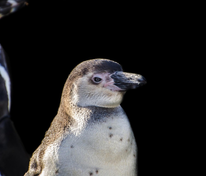 南大洋惊魂两小时,30头虎鲸的围猎追击与一场跨越物种的对话 南大洋惊魂两小时,30头虎鲸的围猎追击与一场跨越物种的对话
