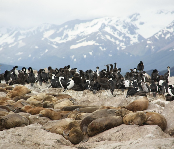 南大洋惊魂两小时,30头虎鲸的围猎追击与一场跨越物种的对话 南大洋惊魂两小时,30头虎鲸的围猎追击与一场跨越物种的对话