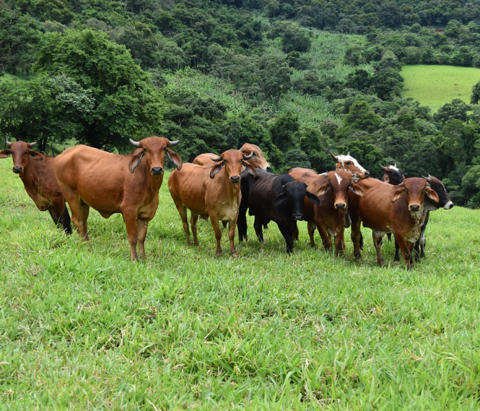 秒懂教程“微信牛牛群斗牛群”房卡链接获取