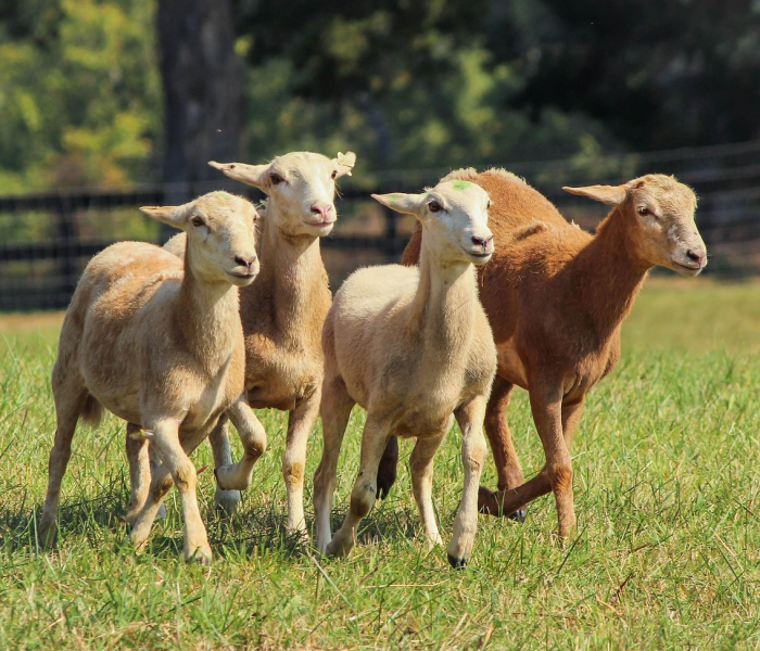 真野猪任务在哪（86版本真野猪任务）