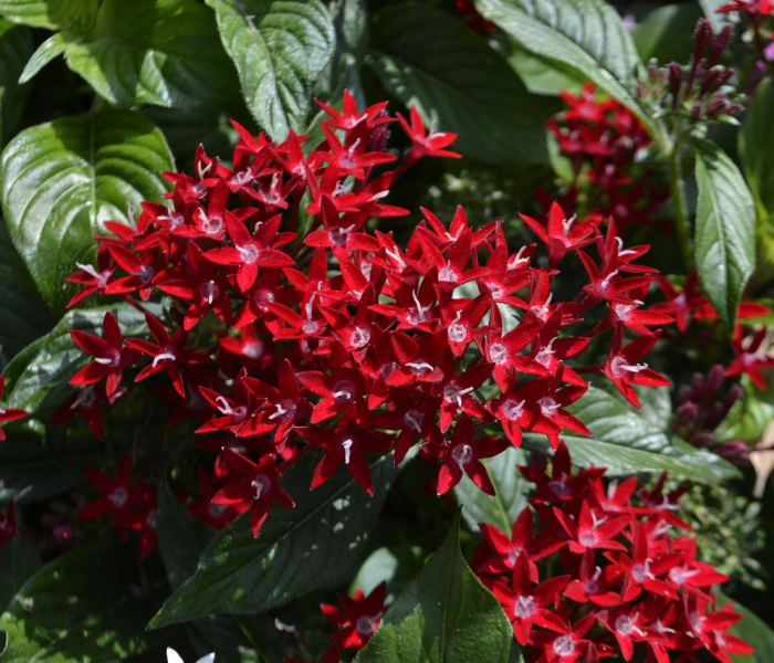 【六安 疫情,六安疫情】