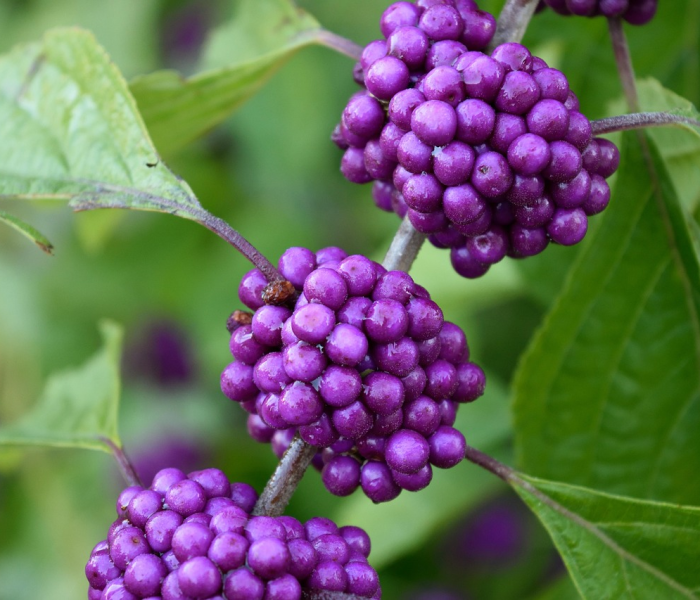 变异株有哪些:变异株有多少种 变异株有哪些:变异株有多少种