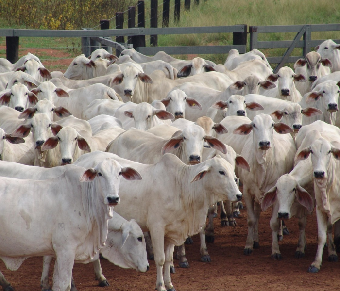 秒懂教程“微信牛牛群斗牛群”房卡获取方式