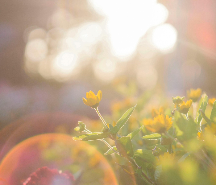 【清明节是4月4日或4月5日吗/清明节是4月4日或4月5日吗英语】