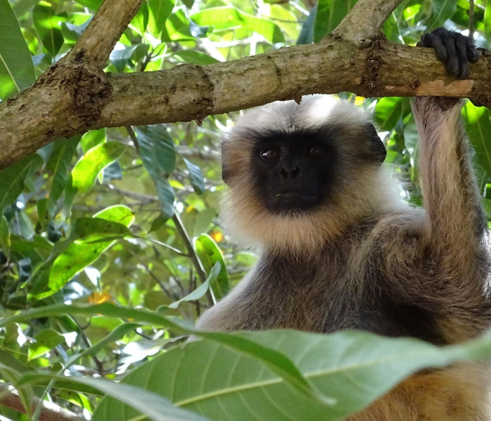 猴痘症状有哪些表现图片男性/猴痘病毒的临床症状 猴痘症状有哪些表现图片男性/猴痘病毒的临床症状