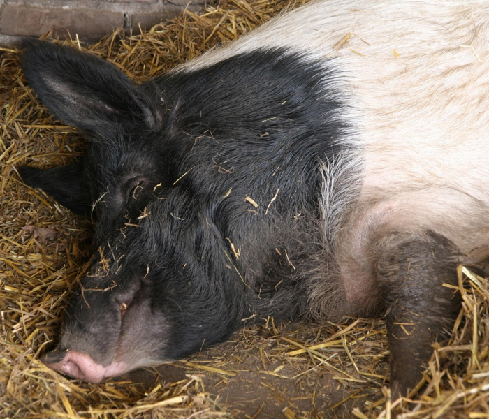 羊做核酸哪家强沧州河间卧佛堂的简单介绍