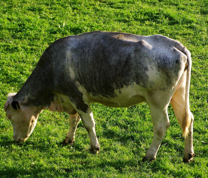 给大家讲解“微信牛牛群斗牛群”获取房卡教程-哔哩哔哩