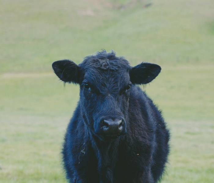 秒懂百科“微信斗牛链接在哪买”详细房卡教程