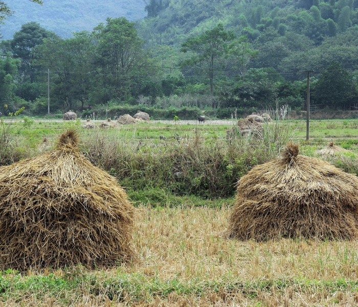 【变异病株已传至40多国,变异株病毒】