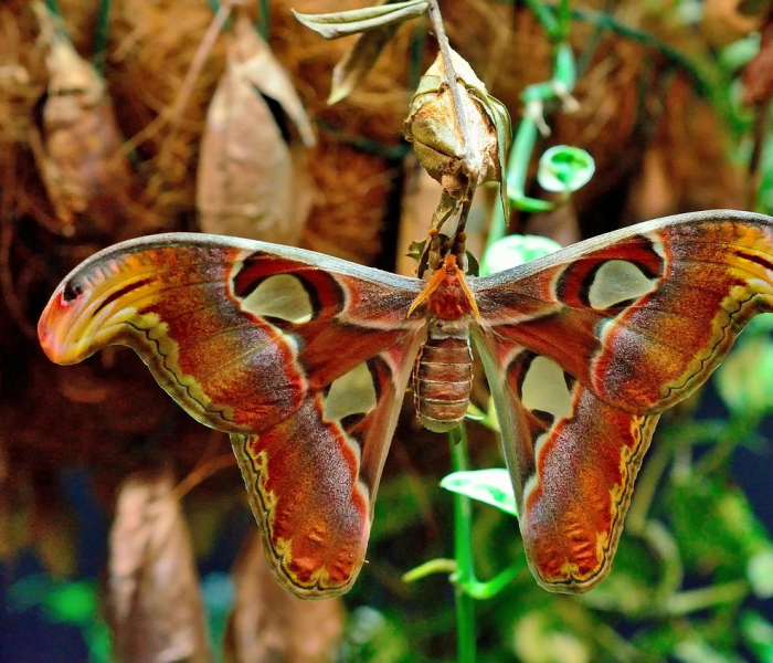 【变异病株已传至40多国,变异株病毒】